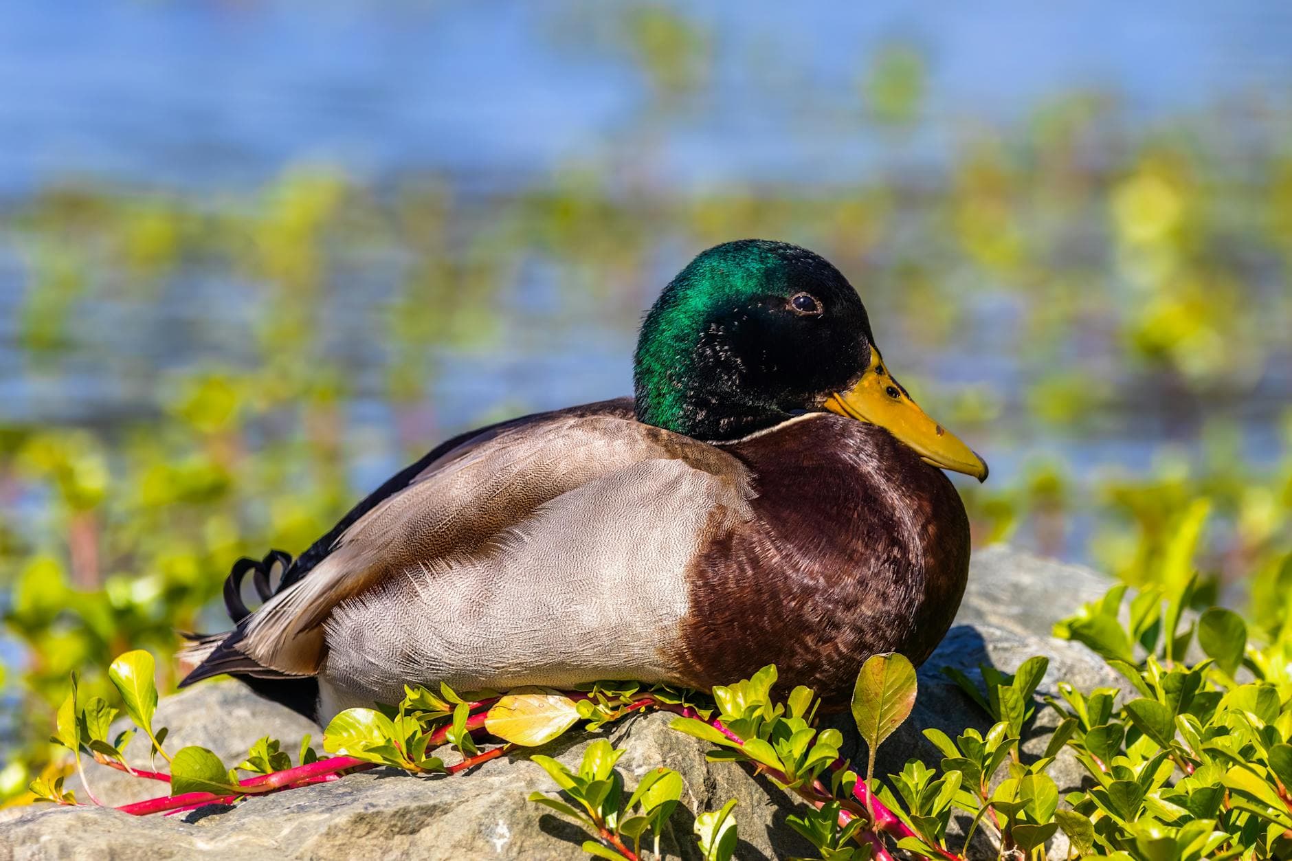 Close-up of a colorful mallard duck resting on a stone by the water and surrounded by greenery.